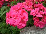 Geranium Pink_1